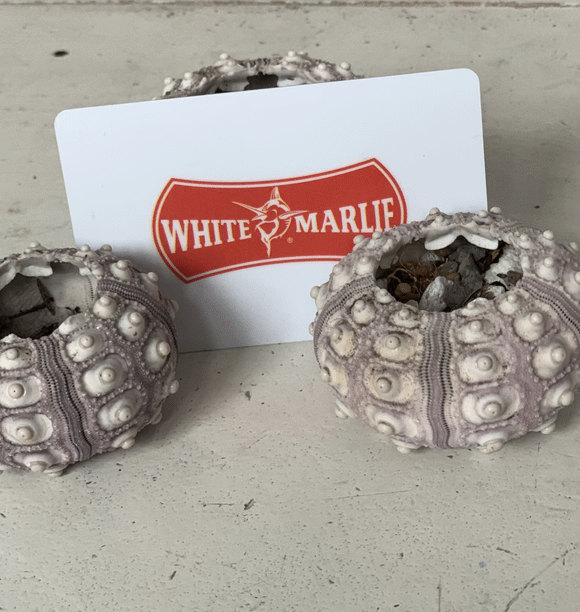 White Marlie On-Line Gift Cards