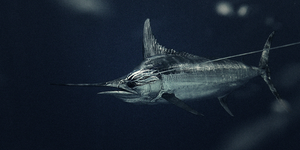 Blue 2025 marlin sweatshirts